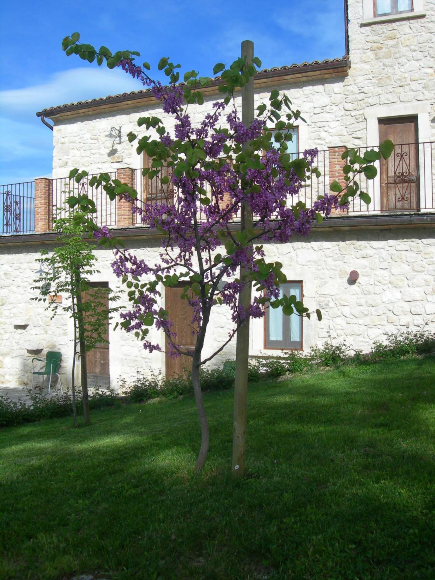 Agriturismo Borgo San Martino Abbateggio Dış mekan fotoğraf